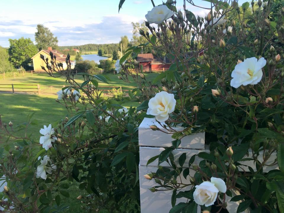 Tukkilan Tila Bed and Breakfast Porvoo Eksteriør billede